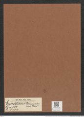 Eupodiscus hardmanianus Grev. (de-Toni-Nr.: Genus 177, Species 4474) Zeichnungen Sammlung Grunow Mappe 04395 (Herbarium_W_Grunow_drawings_Folder_04395)